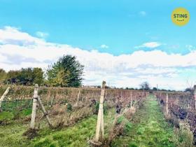 Prodej sadu/vinice, Prušánky, 700 m2