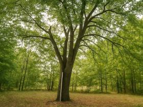 Prodej zahrady, Újezdec, 1891 m2