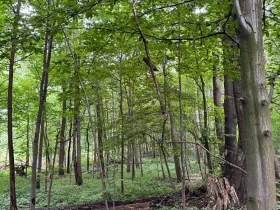 Prodej podílu lesa, Staříč, 16254 m2