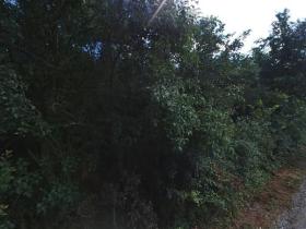 Pronájem zahrady, Dolní Kounice, 2459 m2