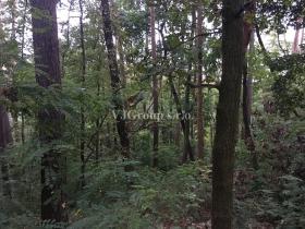 Prodej lesa, Bradlec, 4578 m2