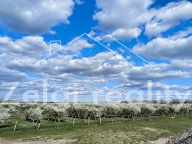 Prodej sadu/vinice, Rakvice, Horní, 210277 m2