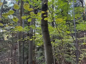 Prodej lesa, Ruda nad Moravou, 21892 m2