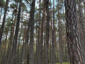 Prodej lesa, Čermná, 9742 m2