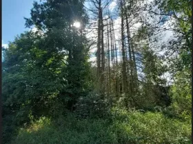 Prodej lesa, Ústrašín, 194 m2