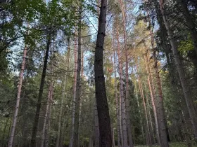 Prodej lesa, Velká Polom, 1538 m2