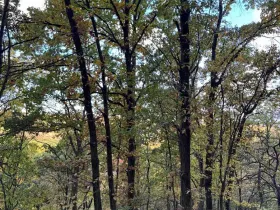 Prodej lesa, Ročov, 4272 m2