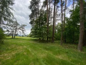 Dražba lesa, Blížejov, 6627 m2