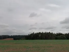 Dražba lesa, Blížejov, 7793 m2