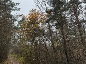 Prodej lesa, Budyně nad Ohří, 3677 m2