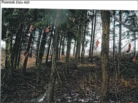 Prodej podílu lesa, Jihlava, 11793 m2