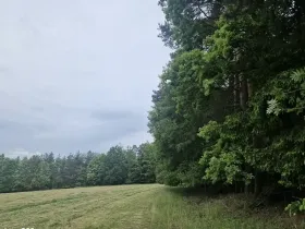 Prodej lesa, Paceřice, 4924 m2