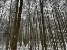 Prodej lesa, Velké Losiny, 7690 m2