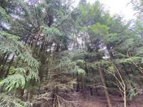 Prodej lesa, Blížejov - Lštění, 6627 m2