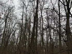 Prodej podílu lesa, Mutěnice, 1819 m2