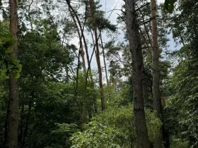 Prodej podílu lesa, Kojice, 4203 m2