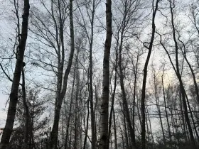 Prodej podílu lesa, Břehy, 1092 m2