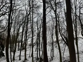 Prodej lesa, Vyškov, 1783 m2