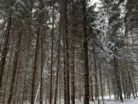 Prodej lesa, Olešník, 5100 m2