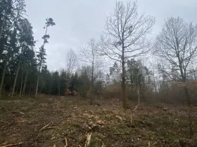 Prodej lesa, Blížejov - Lštění, 6627 m2