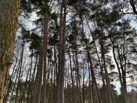 Prodej lesa, Klatovy, 8497 m2