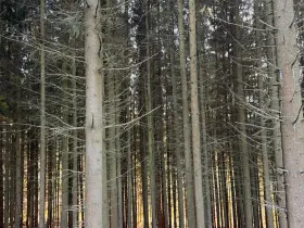 Prodej podílu lesa, Stará Paka, 4610 m2