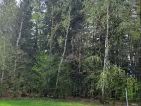 Prodej lesa, Člunek, 8445 m2