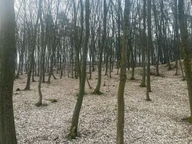 Prodej lesa, Jílové u Prahy, 15458 m2