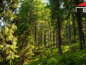 Prodej lesa, Morávka, 13415 m2