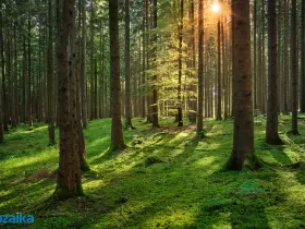 Prodej lesa, Strážná, 14738 m2