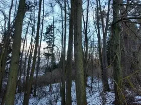 Prodej lesa, Hořepník, 9539 m2