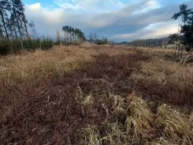 Prodej lesa, Pacov, 10995 m2