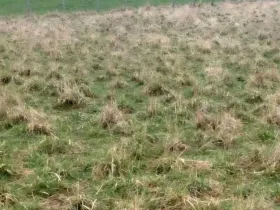 Prodej louky, Polom, 3371 m2