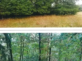 Prodej lesa, Okrouhlá Radouň, 2772 m2