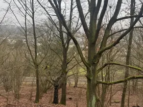 Prodej lesa, Ústí nad Labem, 41840 m2