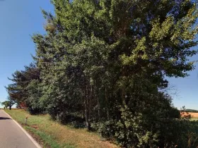 Dražba louky, Trhové Sviny, 915 m2