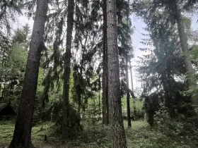 Prodej lesa, Myslív, 5003 m2