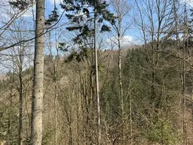 Prodej podílu lesa, Železný Brod, 11060 m2