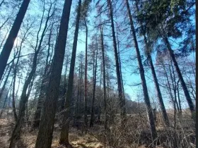 Prodej lesa, Čáslavsko, 2039 m2