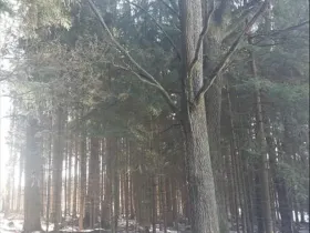 Prodej lesa, Dívčí Kopy, 1088 m2