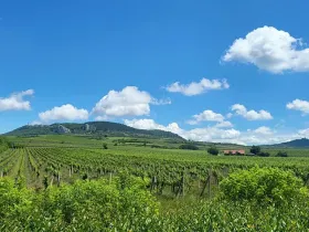 Prodej sadu/vinice, Perná, 132000 m2