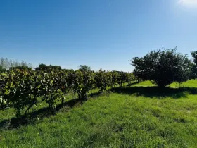 Prodej zahrady, Týnec, 1237 m2