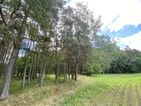 Prodej lesa, Slabčice - Nemějice, 1004 m2