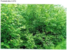 Prodej lesa, Strmilov, 52 m2