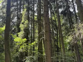 Prodej lesa, Zbýšov, 1719 m2