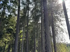 Prodej lesa, Novosedly nad Nežárkou, 67560 m2