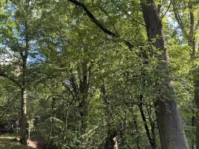 Prodej lesa, Chorušice, 14963 m2