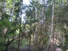Prodej lesa, Radkovice u Budče, 204 m2