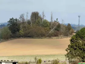 Prodej lesa, Brtnice, 2612 m2