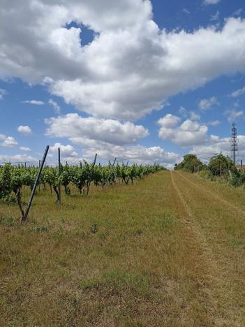 Prodej sadu/vinice, Starovice, 13493 m2